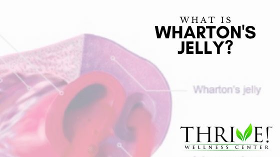 What is Wharton’s Jelly?